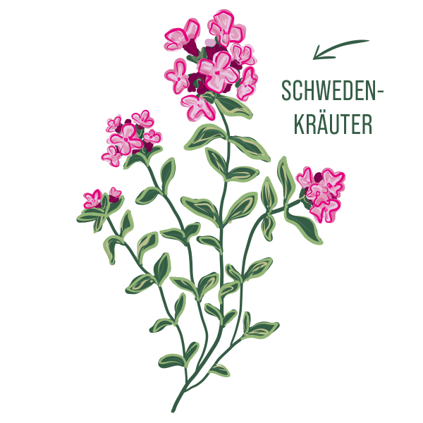 Schwedenkräuter Duschgel