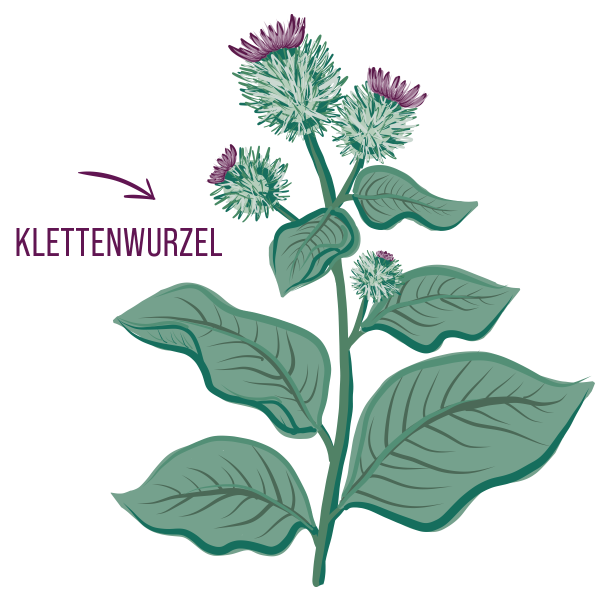 Klettenwurzel Brennnessel Extrakt